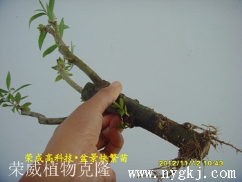 黑龙江荣威植物克隆，繁育盆景