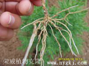 黑龙江荣威植物克隆，根系发达