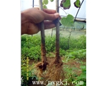 黑龙江荣威植物克隆，粗枝直接育成大苗